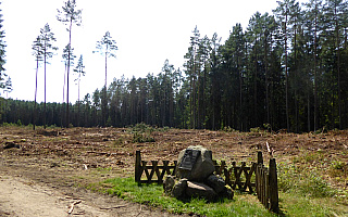 Głaz upamiętniający ulubioną sosnę Gałczyńskiego stoi na zrębie – leśnicy wycięli las